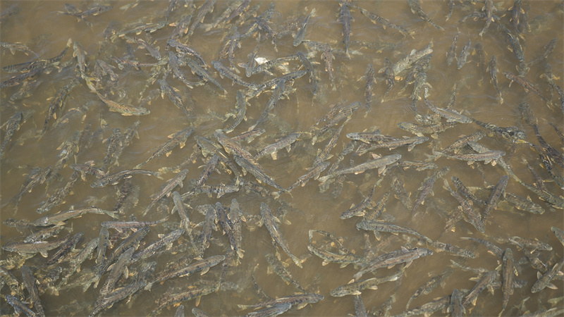 青海湖裸鯉。