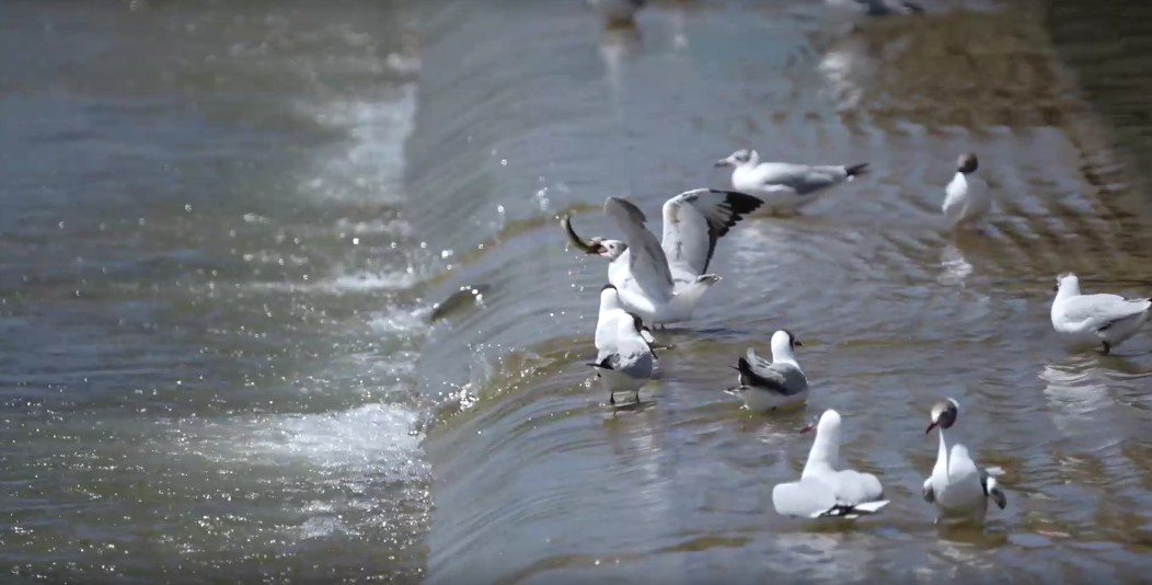 湟魚洄游奇觀。包雷攝