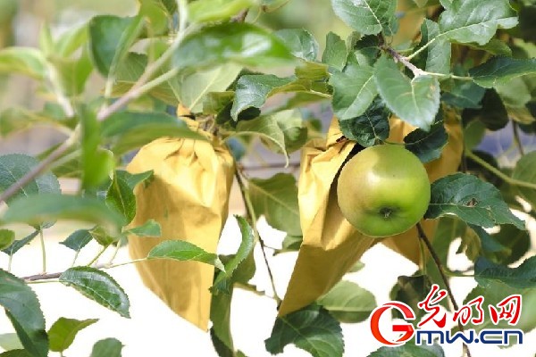 我們的家園｜小蘋果帶動大產(chǎn)業(yè)，帶你看看這座阿壩州小村的鄉(xiāng)村振興新模式