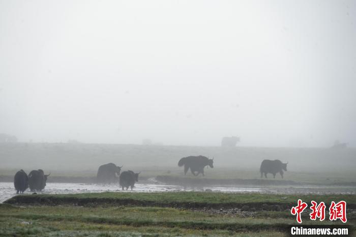 圖為成群牦牛在草灘上戲水漫步，宛如靜美水墨畫?！●R銘言 攝