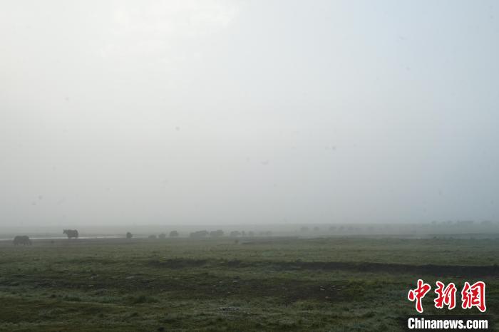 圖為成群牦牛在草灘上覓食、漫步，宛如靜美水墨畫?！●R銘言 攝