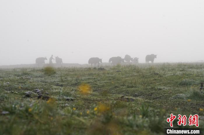 圖為成群牦牛在草灘上覓食、漫步，宛如靜美水墨畫?！●R銘言 攝