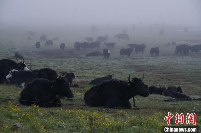 圖為成群牦牛在草灘上覓食、棲息，宛如靜美水墨畫?！●R銘言 攝