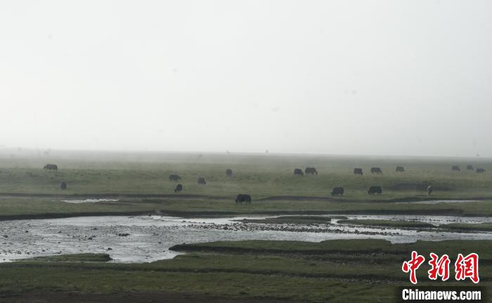 圖為成群牦牛在草灘上覓食、漫步，宛如靜美水墨畫。　馬銘言 攝