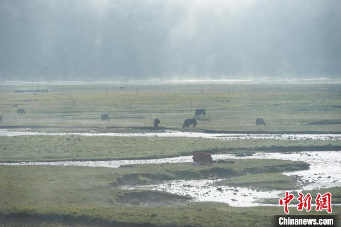 圖為成群牦牛在草灘上覓食、漫步，宛如靜美水墨畫?！●R銘言 攝