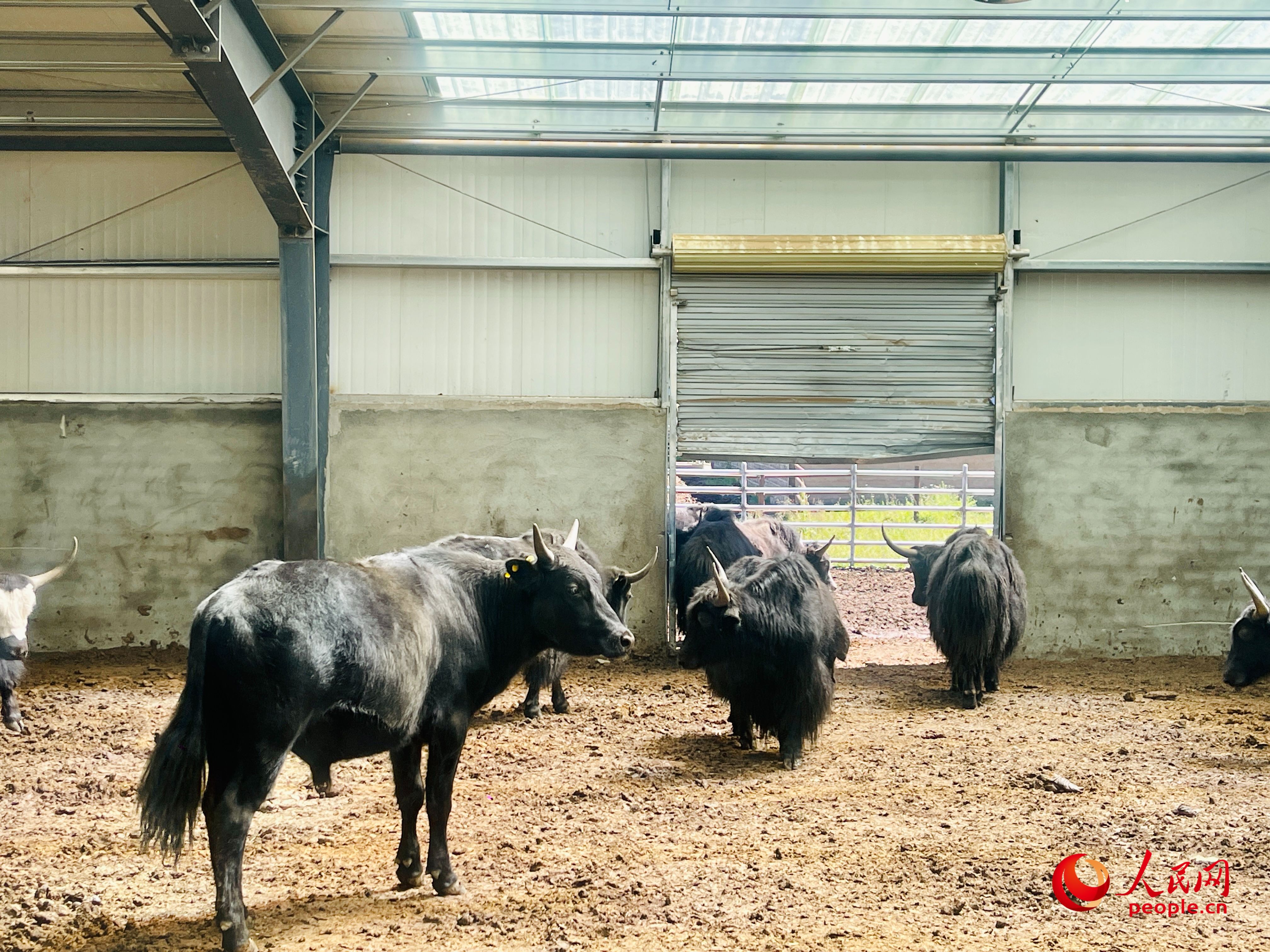 唐日合作社里養(yǎng)殖的牦牛。人民網(wǎng) 周靜圓攝