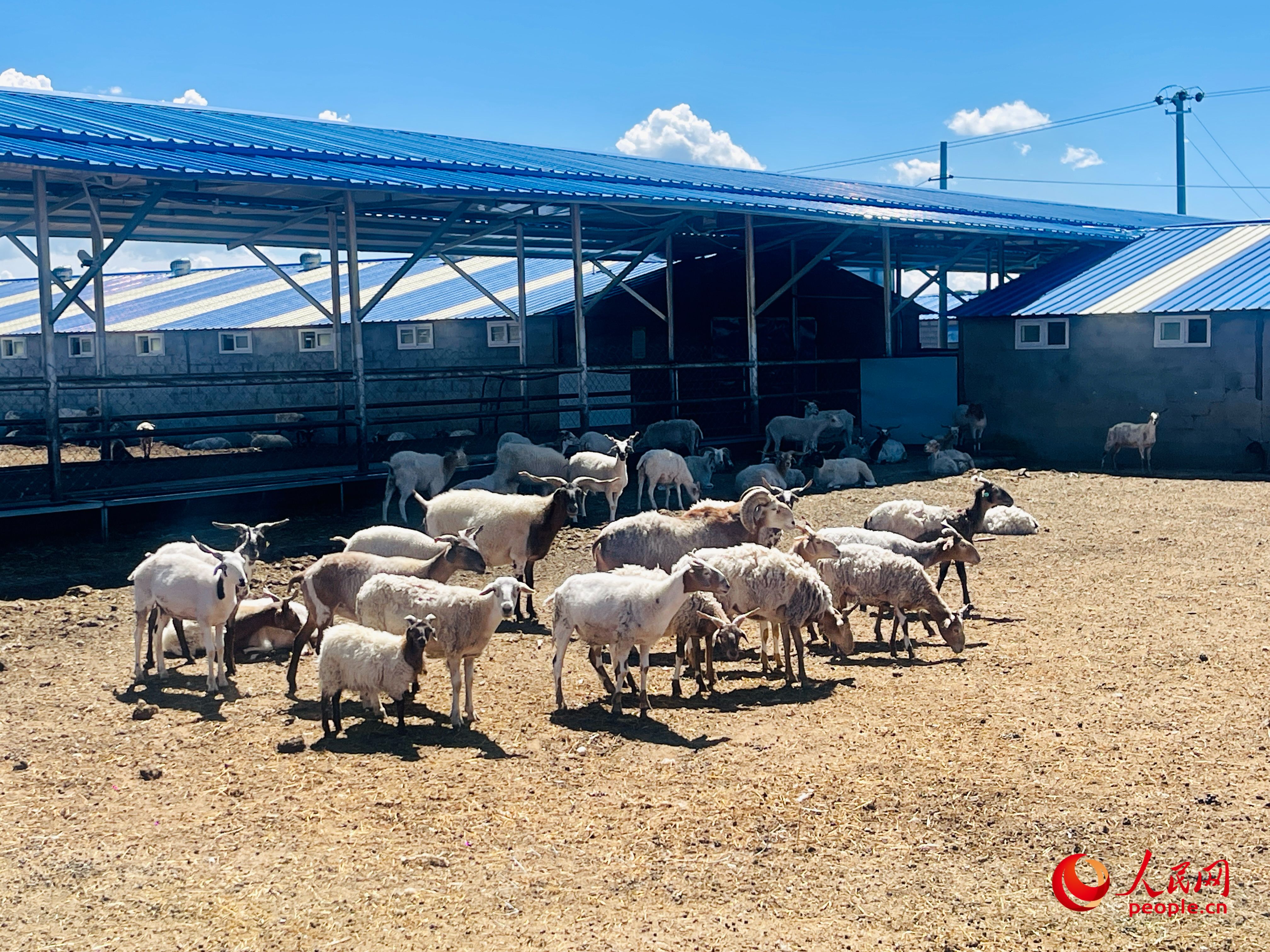 唐日合作社里養(yǎng)殖的羊。人民網(wǎng) 周靜圓攝
