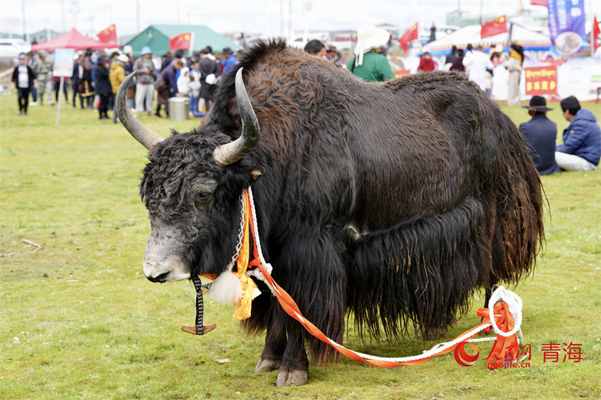 澤庫(kù)牦牛評(píng)比展示。人民網(wǎng) 陳明菊攝