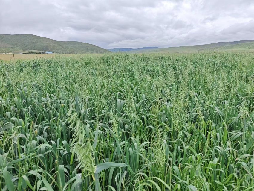 四川省阿壩州紅原縣草場(chǎng)。阿壩州紅原縣科學(xué)技術(shù)和農(nóng)業(yè)畜牧局供圖