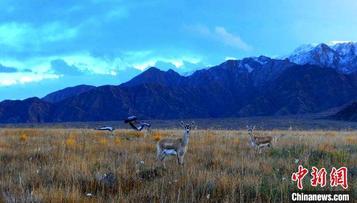 黑頸鶴、鵝喉羚多種野生動(dòng)物“同框”現(xiàn)身青海都蘭湖國(guó)家濕地公園