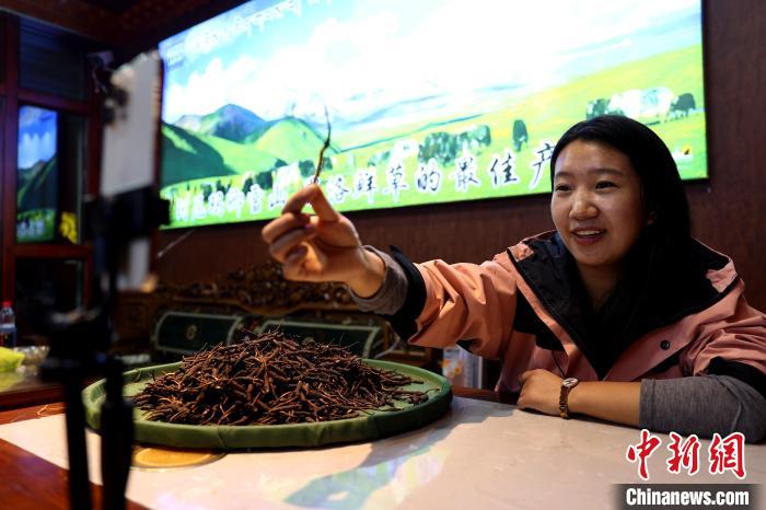 探訪青海果洛冬蟲夏草夜市