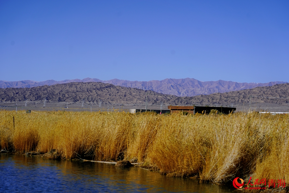 可魯克湖蘆葦蕩漾。人民網(wǎng) 陳明菊攝
