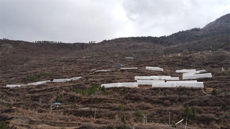 木日窩村藍(lán)莓示范基地。黑水縣融媒體中心供圖
