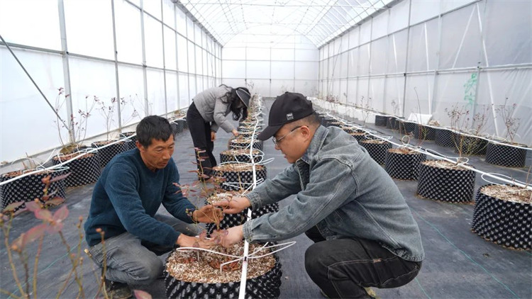 任宇和工人一起為藍(lán)莓苗修枝。黑水縣融媒體中心供圖