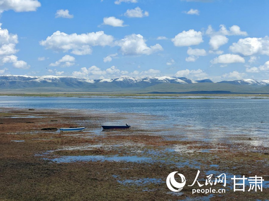 夏日的尕海湖風情萬種。人民日報記者 銀燕攝