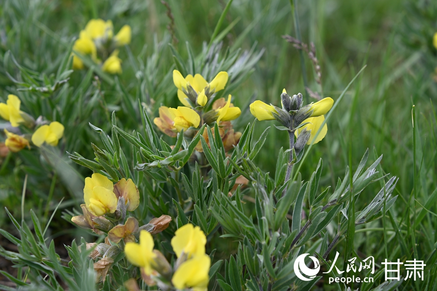 甘肅夏河:夏日草原牧歌悠揚【9】