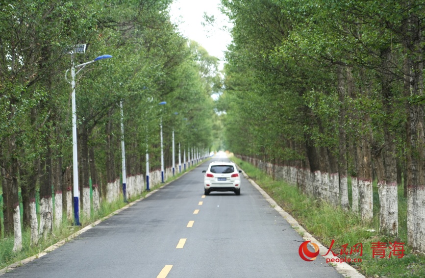 沙珠玉的林蔭路。人民網記者 甘海瓊攝