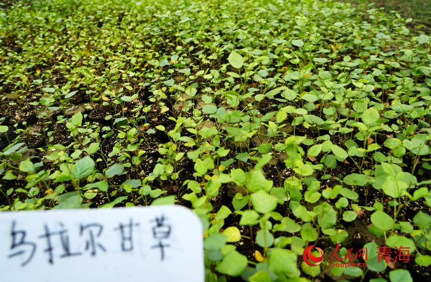 治沙試驗站的沙生植物苗。人民網記者 甘海瓊攝