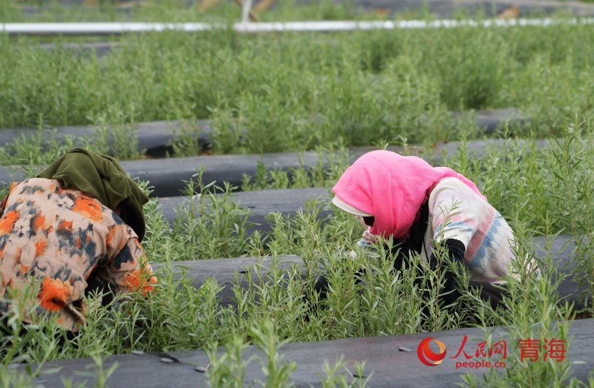 工人在試種的沙生植物苗圃中除草。人民網記者 甘海瓊攝