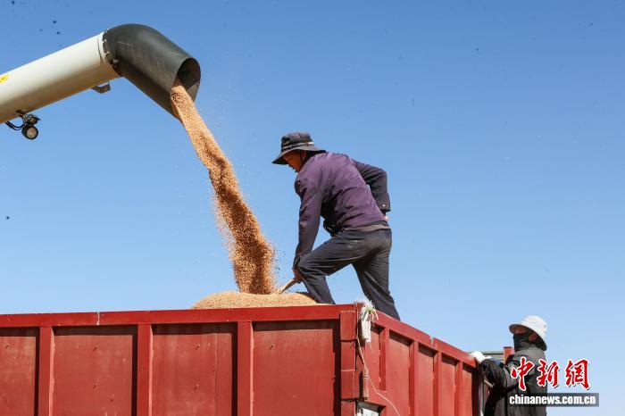 青海貴南：萬(wàn)畝小麥進(jìn)入收割季