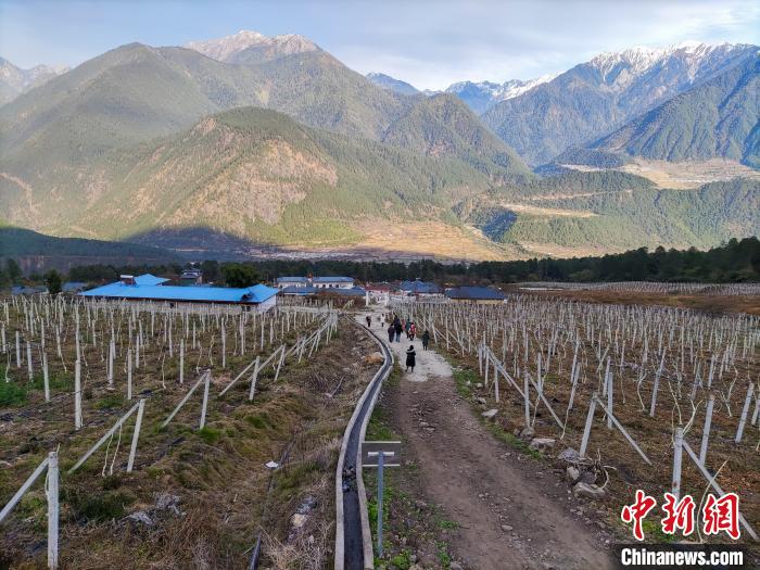 西藏林芝下察隅鎮(zhèn)的獼猴桃種植園?！〗w波 攝