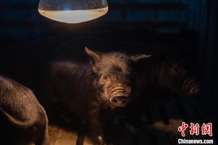 圖為藏豬被稱為“高原之珍”，以口感佳、營養(yǎng)價值高而聞名?！『闻罾?攝