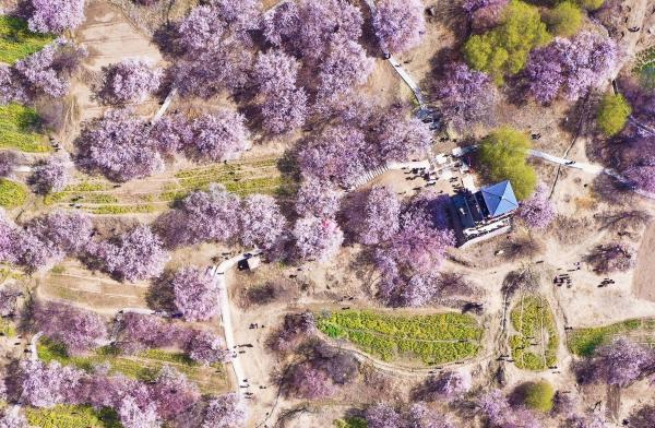 世外桃源！一組圖告訴你，西藏林芝桃花能有多美