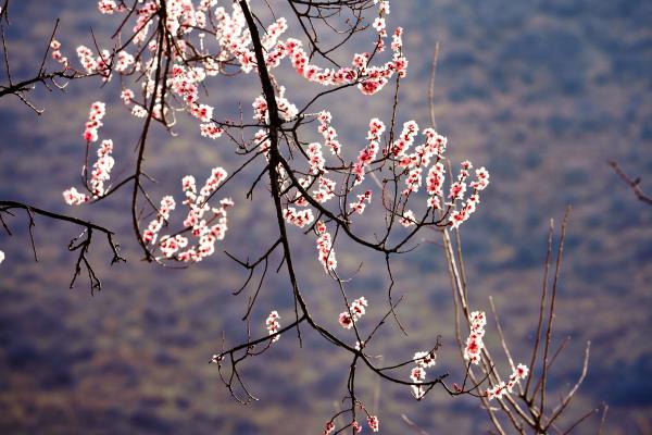 世外桃源！一組圖告訴你，西藏林芝桃花能有多美