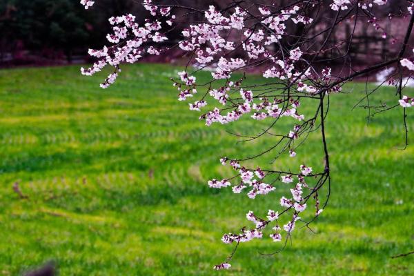 世外桃源！一組圖告訴你，西藏林芝桃花能有多美