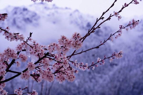 世外桃源！一組圖告訴你，西藏林芝桃花能有多美