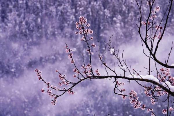 世外桃源！一組圖告訴你，西藏林芝桃花能有多美