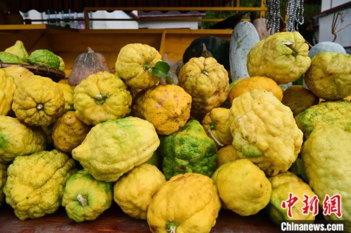 墨脫大檸檬，學(xué)名香櫞，和檸檬均為蕓香科植物。(<a target='_blank' href='/'><p  align=