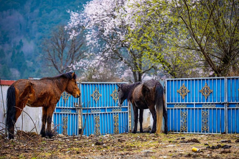 桃花下村莊。張靜攝