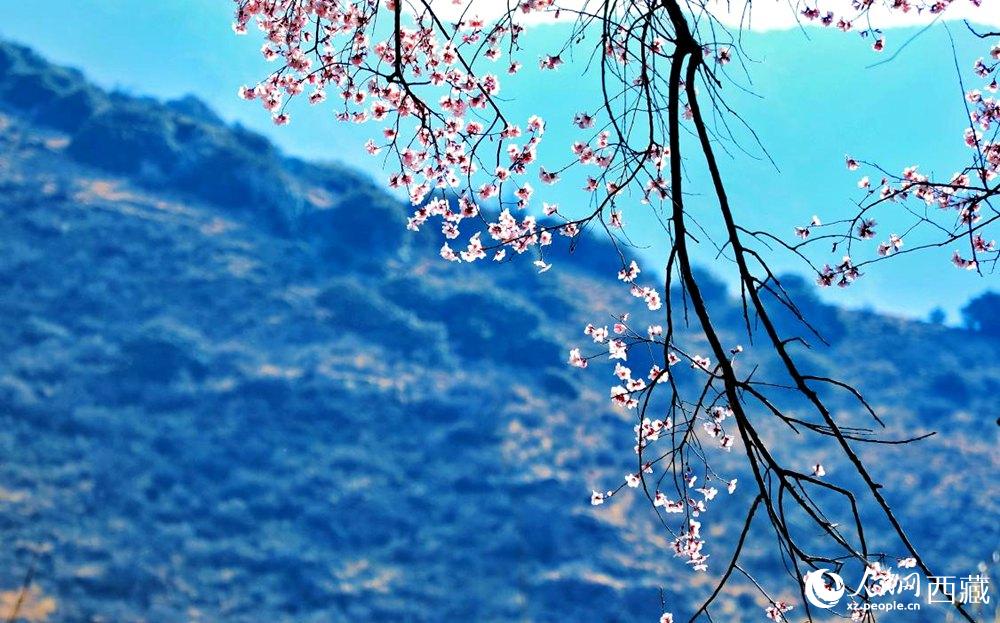 清麗的桃花。人民網(wǎng) 李海霞攝