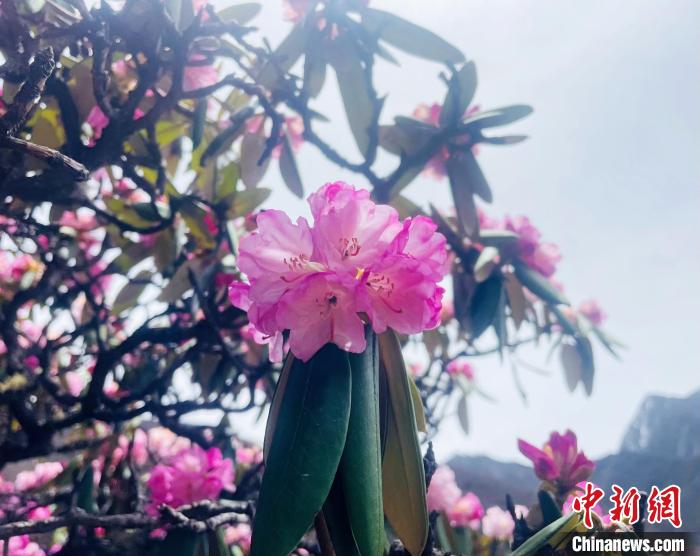 近日，西藏自治區(qū)山南市加查縣索囊溝的杜鵑花競相綻放?！∪轿木?攝