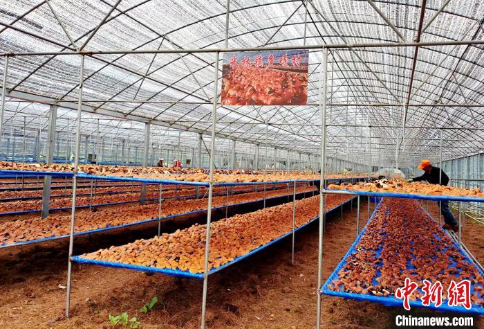 圖為紅太陽科技示范家庭農(nóng)場(chǎng)采收的靈芝?！∑酱胪喙﹫D