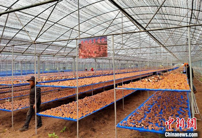 圖為紅太陽科技示范家庭農(nóng)場(chǎng)采收的靈芝。　平措旺青供圖