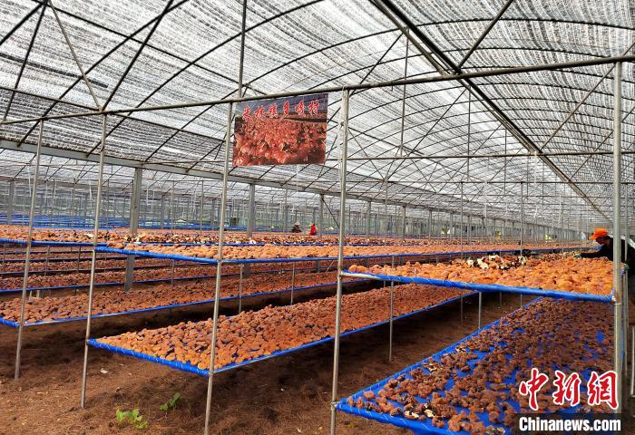 圖為紅太陽科技示范家庭農(nóng)場(chǎng)采收的靈芝?！∑酱胪喙﹫D