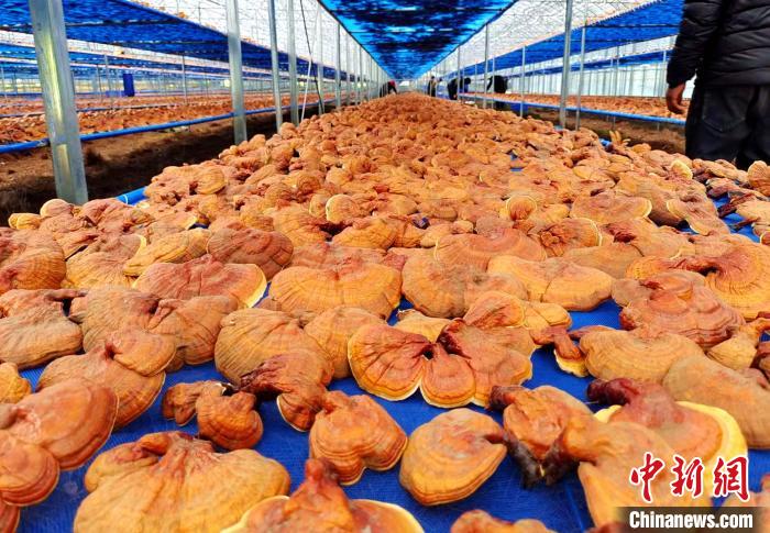 圖為紅太陽科技示范家庭農(nóng)場(chǎng)采收的靈芝?！∑酱胪喙﹫D