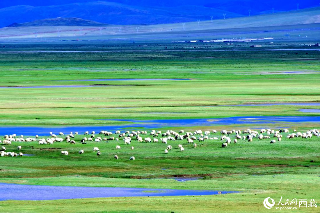水草豐美的草原，牛羊悠閑覓食。人民網(wǎng) 李海霞攝