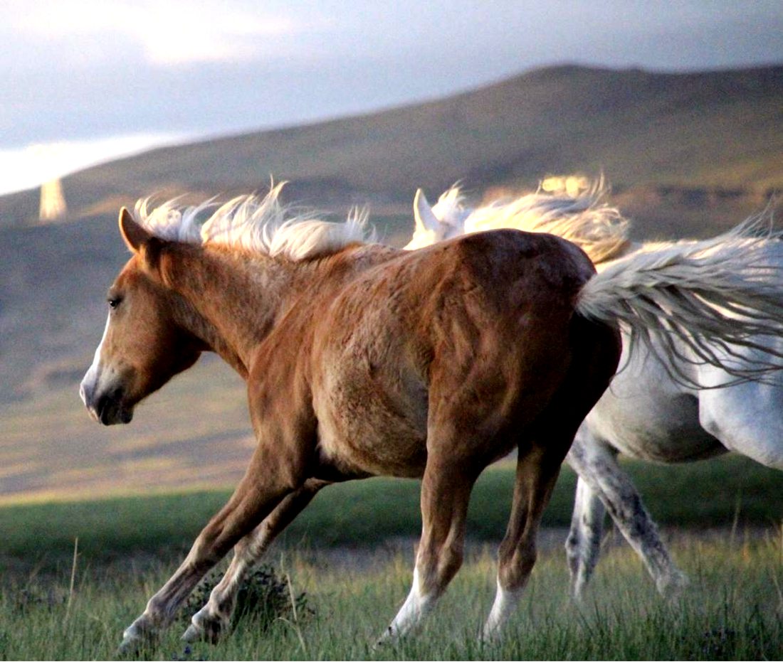 草原上奔騰的馬兒。普布桑杰攝