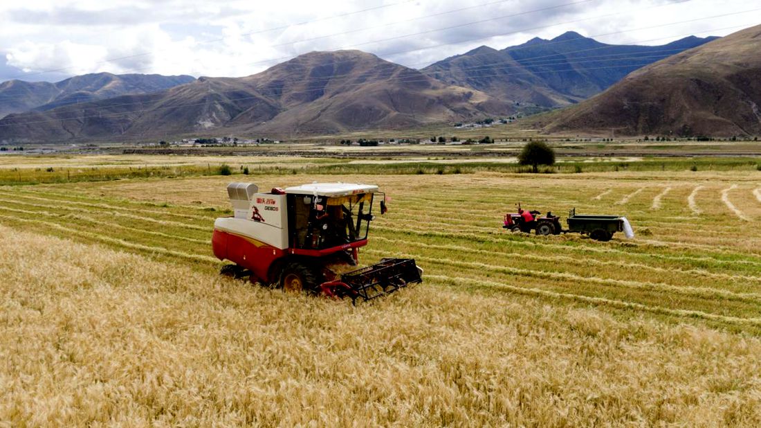 抗疫情、保秋收。洛克攝