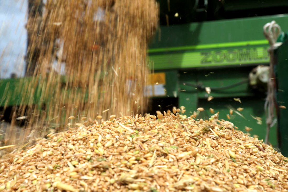 承載著希望的青稞，顆粒歸倉。洛克攝