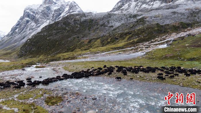 圖為轉(zhuǎn)場中的牦牛。　洛克 攝