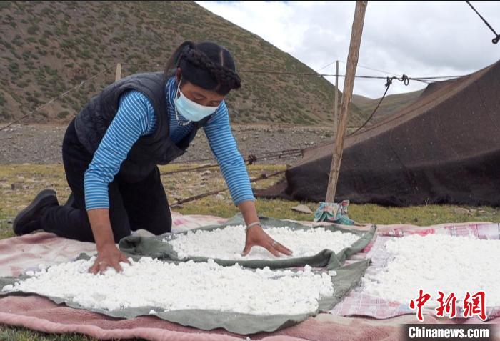 圖為牧民正在制作奶渣?！∪湛t文聯(lián)供圖