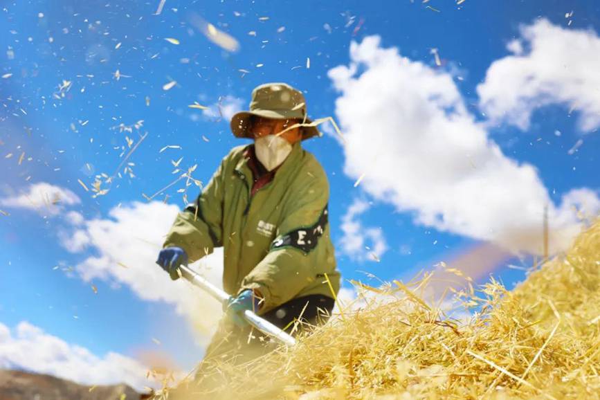 西藏吉?。簬愠两襟w驗(yàn)秋收打場(chǎng)【5】