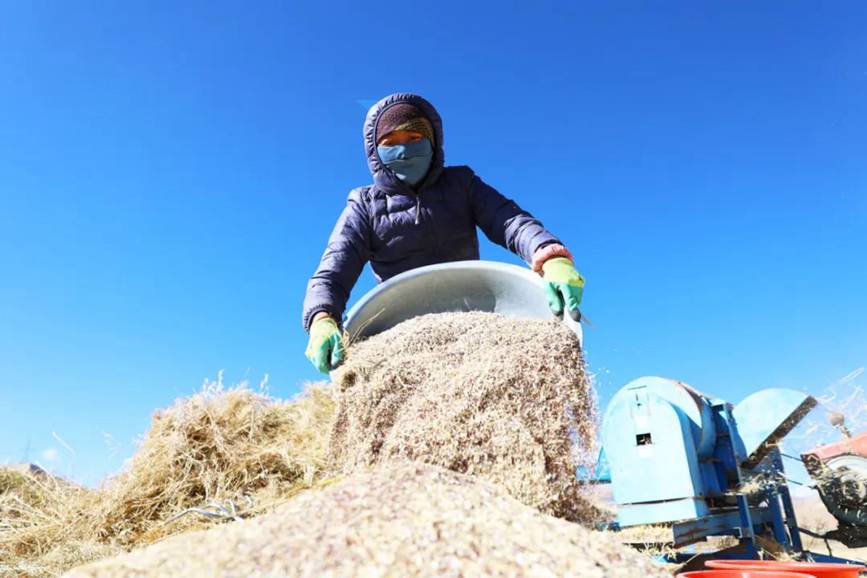 西藏吉?。簬愠两襟w驗(yàn)秋收打場(chǎng)【8】