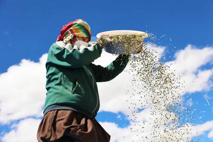 西藏吉?。簬愠两襟w驗(yàn)秋收打場(chǎng)【11】