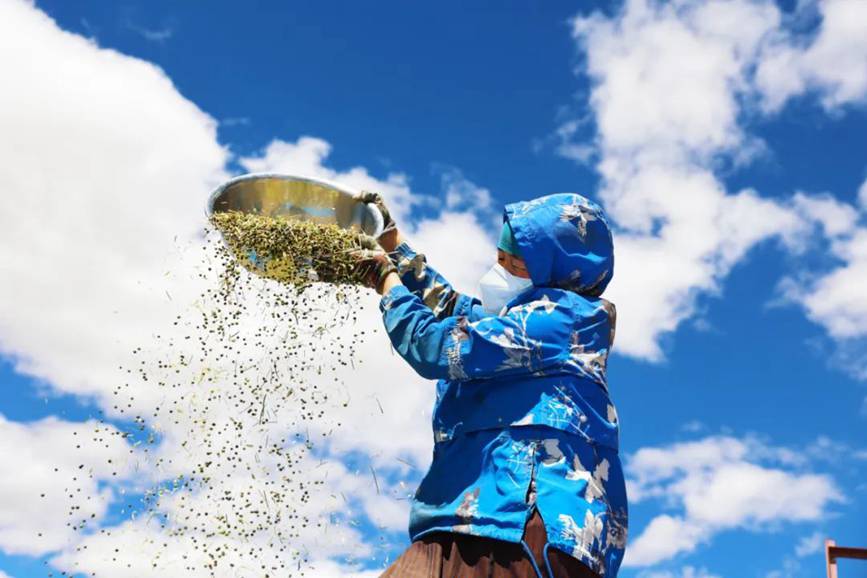 西藏吉?。簬愠两襟w驗(yàn)秋收打場(chǎng)【12】