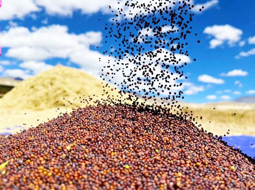 西藏吉?。簬愠两襟w驗(yàn)秋收打場(chǎng)【13】